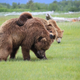 Illustration for article titled Please Enjoy This Gallery Of Amazing Bear Photos